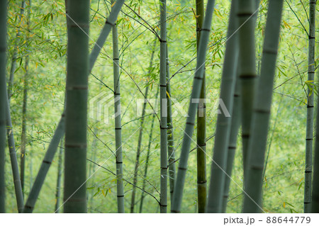 竹林 88644779