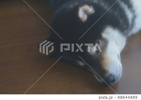 フローリングで寝ている柴犬 フローリングで寝ている柴犬 88644889