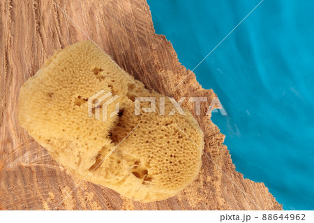 Natural activity sponge. Natural product, good for nature. Eco friendly, blue background. Natural activity sponge. Natural product, good for nature. Eco friendly, blue background. 88644962