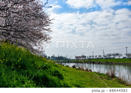 埼玉県富士見市びん沼自然公園の桜並木 埼玉県富士見市びん沼自然公園の桜並木 88644982