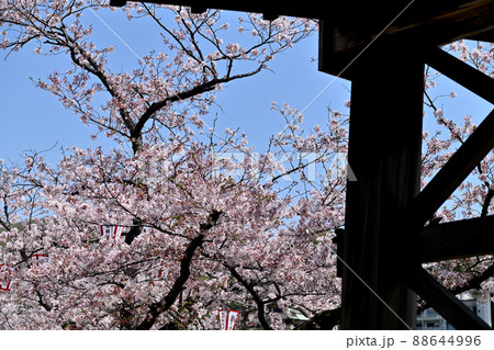 岩国市錦帯橋と桜 88644996