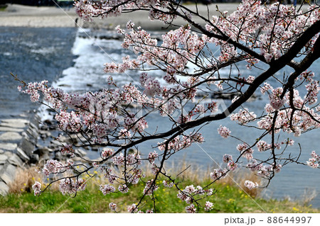 岩国市錦帯橋と桜 88644997