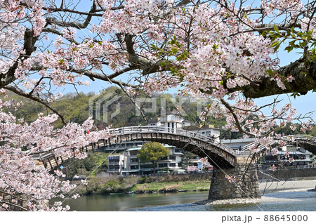 岩国市錦帯橋と桜 岩国市錦帯橋と桜 88645000
