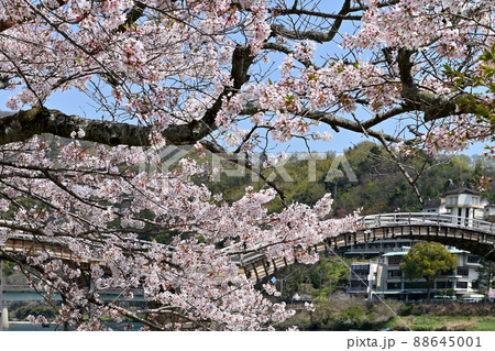 岩国市錦帯橋と桜 88645001