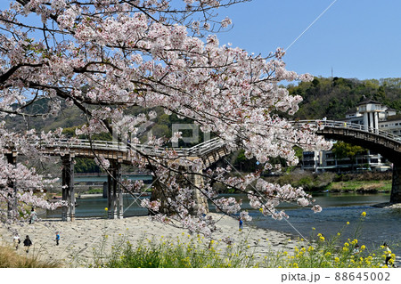 岩国市錦帯橋と桜 岩国市錦帯橋と桜 88645002