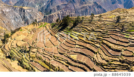 Terraced fields in the Colca Canyon at Cabanaconde in the Arequipa region of Peru Terraced fields in the Colca Canyon at Cabanaconde in the Arequipa region of Peru 88645039
