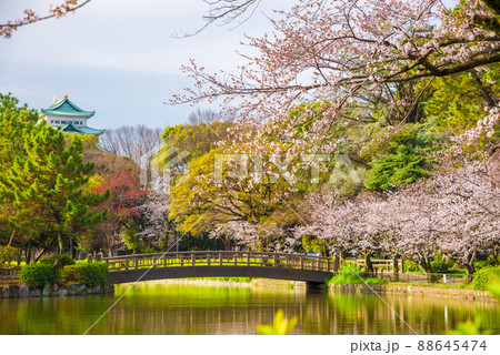 《愛知県》名古屋市 名城公園の桜 《愛知県》名古屋市 名城公園の桜 88645474