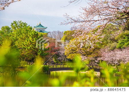 《愛知県》名古屋市　名城公園の桜 88645475