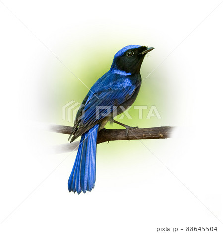 Male Large Niltava perching on a perch looking into a distance 88645504