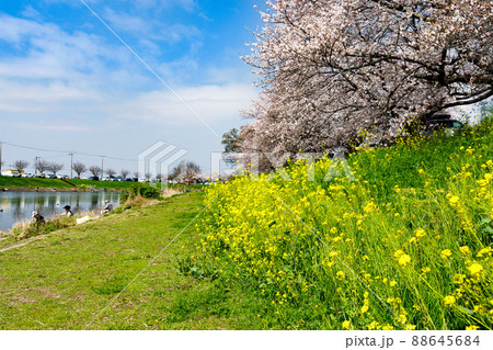 埼玉県富士見市　びん沼自然公園の桜並木と菜の花 88645684