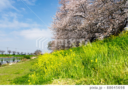埼玉県富士見市 びん沼自然公園の桜並木と菜の花 埼玉県富士見市 びん沼自然公園の桜並木と菜の花 88645698