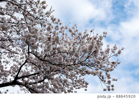 埼玉県富士見市　びん沼自然公園の桜 88645920