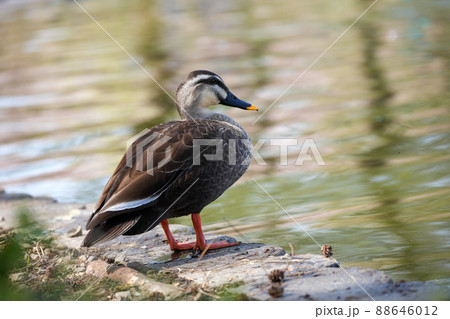 水辺にいるカルガモ 88646012