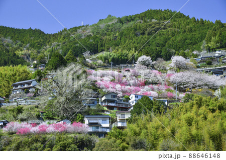 花桃と桜の咲き誇る里山 花桃と桜の咲き誇る里山 88646148