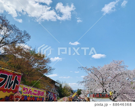 桜祭り［丸山公園/京都市］ 88646368