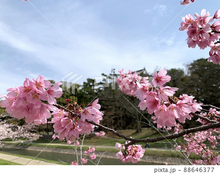 寒緋桜［岡崎公園/愛知県岡崎市］ 88646377