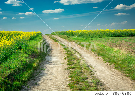 Rural road and rape fields, white clouds on the sky Rural road and rape fields, white clouds on the sky 88646380