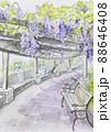 フジの花 花茎 風景 88646408