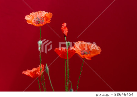 Bouquet of red poppies flowers on dark red background. Wild flowers. Close up photo. 88646454