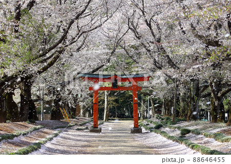 ロマンチック茨城（朝の日差しの中でまるで異次元の花吹雪のなかに私は立っていた。）八千代町東蕗田天満宮 88646455