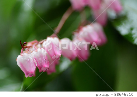 雨の中のピンク色のアセビの花（埼玉県/3月） 88646510