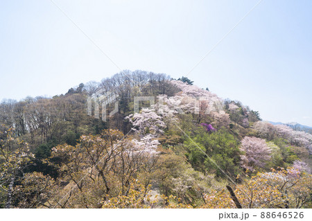 展望台から見た桜山の山頂(群馬県藤岡市) 展望台から見た桜山の山頂(群馬県藤岡市) 88646526