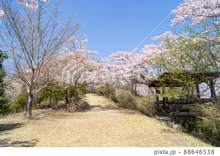 桜山の芝生広場(群馬県藤岡市) 桜山の芝生広場(群馬県藤岡市) 88646538