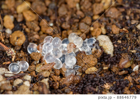 ナメクジの卵と生まれたてのナメクジ ナメクジの卵と生まれたてのナメクジ 88646779