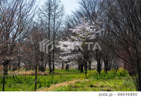 阿蘇高森から見える根子岳と咲く桜が美しい 88646860
