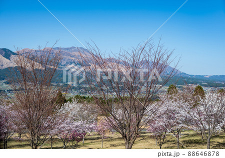 阿蘇高森から見える根子岳と咲く桜が美しい 阿蘇高森から見える根子岳と咲く桜が美しい 88646878