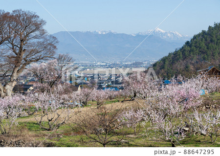 一目10万本のあんずの里 ピンクの花は高妻山を背に 青空に向かって咲き誇る 一目10万本のあんずの里 ピンクの花は高妻山を背に 青空に向かって咲き誇る 88647295