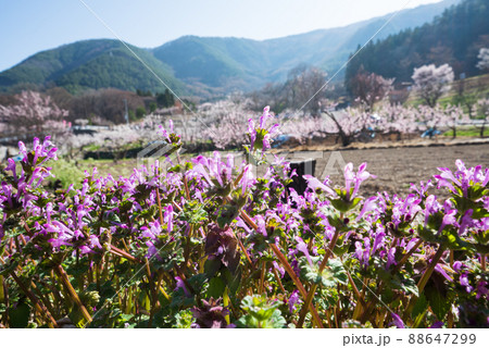 一目10万本のあんずの里で競うように咲くほとけのざ 88647299