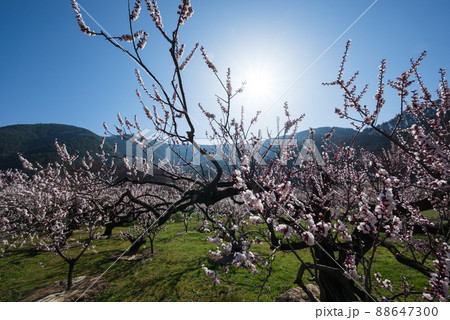 一目10万本のあんずの里 ピンクの花が青空に向かって咲き誇る 88647300