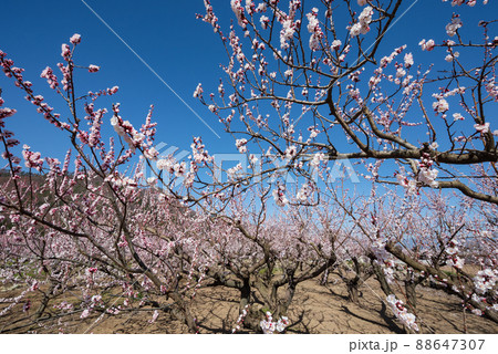 一目10万本のあんずの里 ピンクの花が青空に向かって咲き誇る 一目10万本のあんずの里 ピンクの花が青空に向かって咲き誇る 88647307