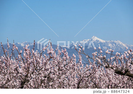 森のあんず ピンクの花は高妻山を背に 青空に向かって咲き誇る 88647324