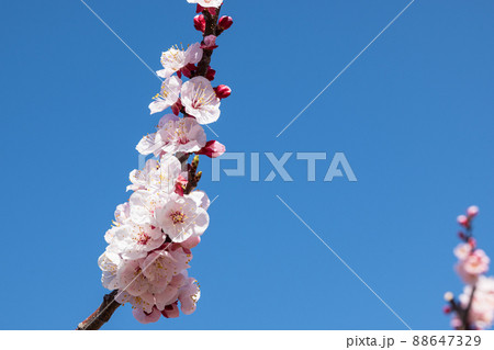 一目10万本のあんずの里 ピンクの花が青空に向かって咲き誇る 88647329
