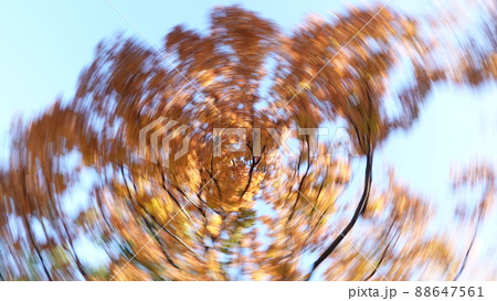 紅葉の回転残像 88647561