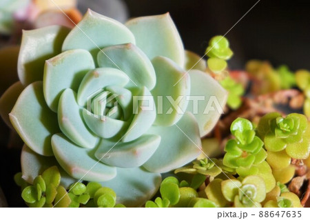 ラウリンゼ 多肉植物 ラウリンゼ 多肉植物 88647635