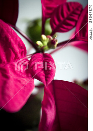 Poinsettia in red 88647876