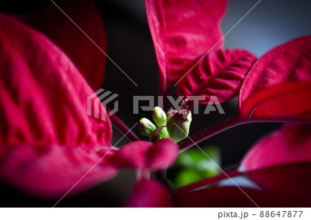 Poinsettia in red Poinsettia in red 88647877