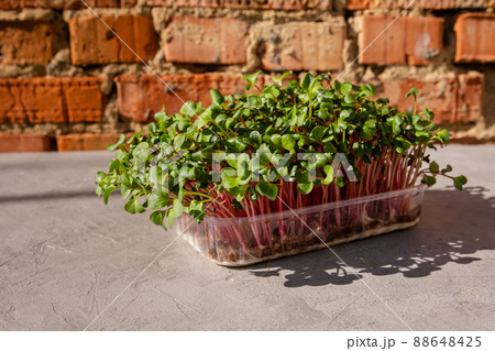 Radish sprouts. Growing greens at home. Young sprout microgreen 88648425