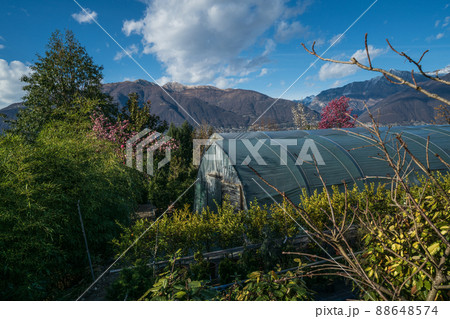 In the shop of botanic park in Gambarogno, Switzerland 88648574