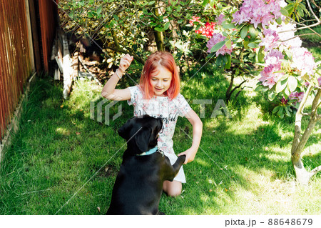 Little girl playing and training her dog on a green lawn in the garden. Having fun with domestic animals. . Love animals concept. School holidays at home. Selective focus Little girl playing and training her dog on a green lawn in the garden. Having fun with domestic animals. . Love animals concept. School holidays at home. Selective focus 88648679