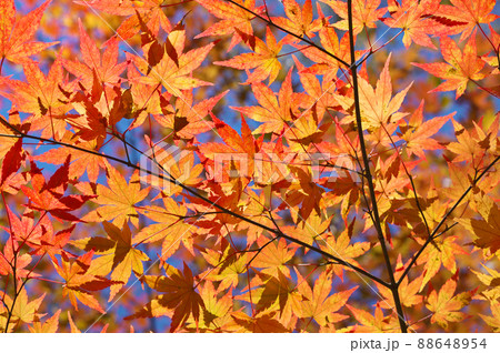紅葉したモミジ 紅葉したモミジ 88648954