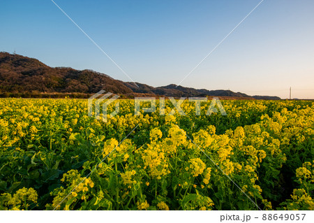 菜の花 菜の花 88649057