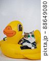 songkran and summer season concept with scottish cat wearing summer cloth and sunglasses and play on duck rubber ring 88649080