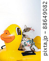 songkran and summer season concept with scottish cat wearing summer cloth and sunglasses and play on duck rubber ring 88649082