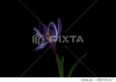 Close up crocus on a black background. Spring concept. Moody flora Close up crocus on a black background. Spring concept. Moody flora 88649107