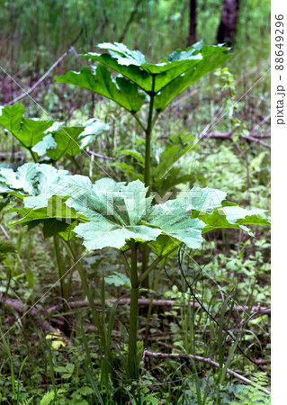 Leaves plant borschevika Sosnovsky close-up in forest in summer. leaves without flowers of dangerous poisonous plant. 88649296