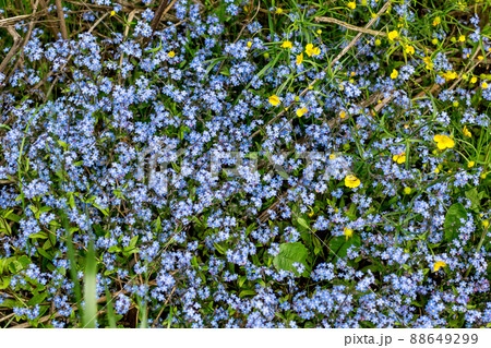 many small blue Myosotis flowers grow together side by side in the forest 88649299